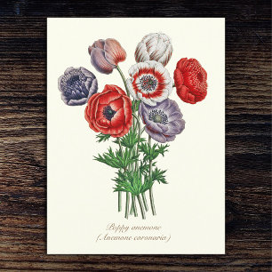 Cartão Postal Elegante Anêmona Botânica Vintage Poppy