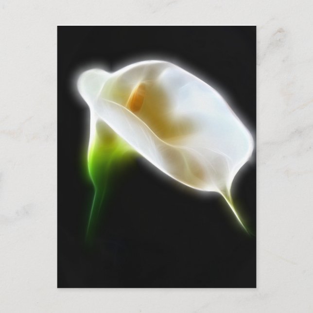 Cartão Postal Elegante Calla Lily Flores 3 Modernos (Frente)