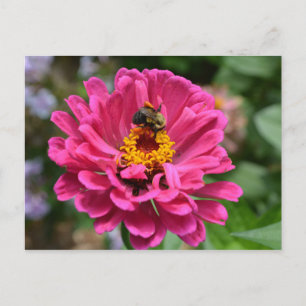 Cartão Postal Elegante flor de crisânemo floral rosa abelha melí