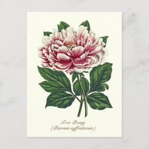 Cartão Postal Elegante Flor de Peônia Rosa Botânica Vintage