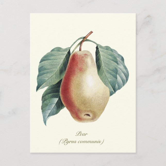 Cartão Postal Elegante Fruta de Pear Botânica (Frente)