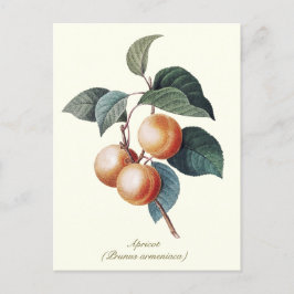 Cartão Postal Elegante Fruta de pintura botânica