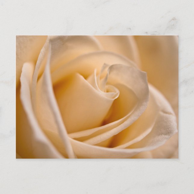 Cartão Postal Elegante Ivory Rosa (Frente)