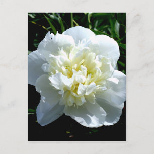 Cartão Postal Elegante peônia floral branca foto de flor branca