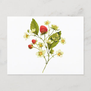 Cartão Postal Elegante planta de morango aquarela com flores