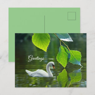 Cartão Postal Elegante Summer Swan