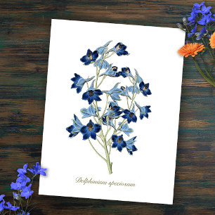 Cartão Postal Elegantes Flores Botânicas Azuis de Delphinium Vin