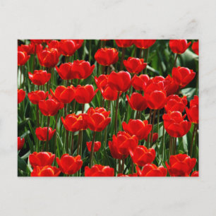 Cartão Postal Elegantes Flores Florais de Tulipa e Rosa Fotograf