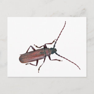 Cartão Postal Elementos de coordenação do besouro Longhorn