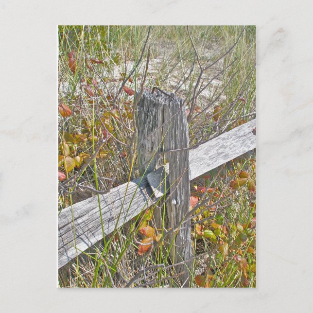 Cartão Postal Elementos de coordenação IBSP NJ de cercas e venen (Frente)