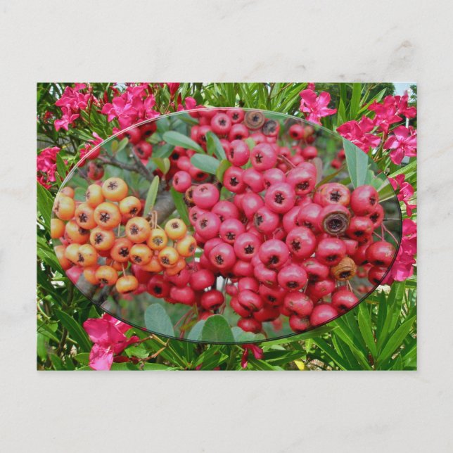 Cartão Postal Elementos de coordenação Oleander Blossoms & Berri (Frente)