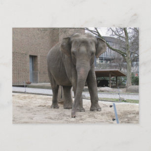 Cartão postal ELEPHANT