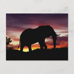 Cartão Postal Elephant Africa Safari Sunset Scenery