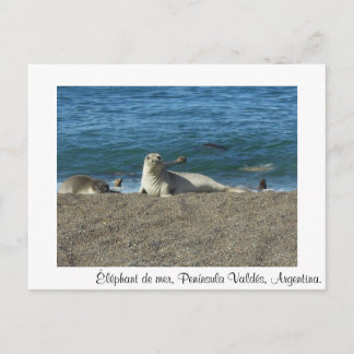 Cartão Postal Éléphant de mer