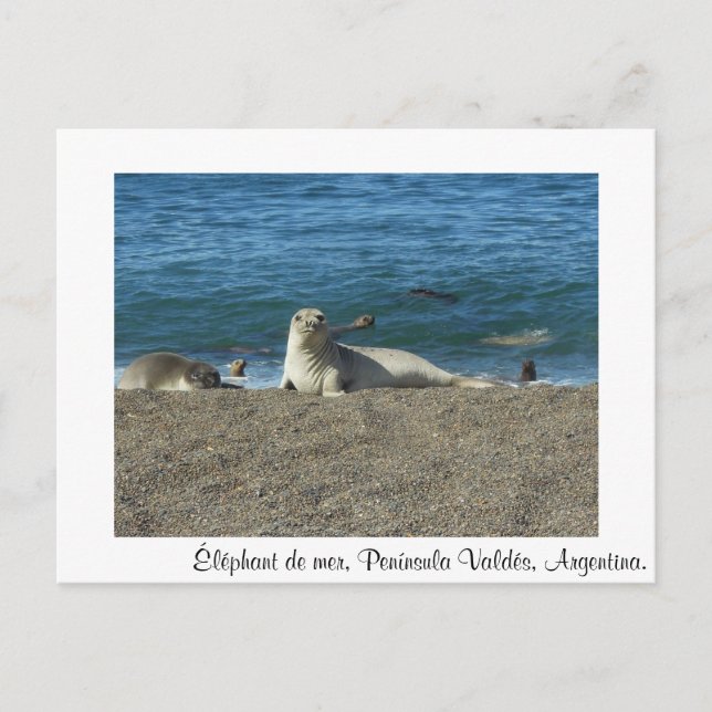 Cartão Postal Éléphant de mer (Frente)