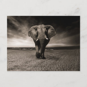Cartão Postal Eléphant noir et blanc