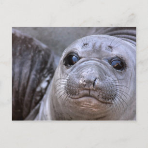 Cartão Postal Elephant Seal Pup