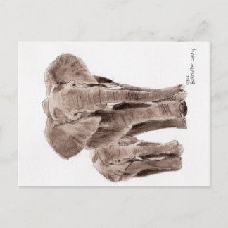 Cartão Postal elephants post card