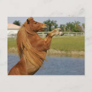 Cartão Postal Elevação diminuta do cavalo