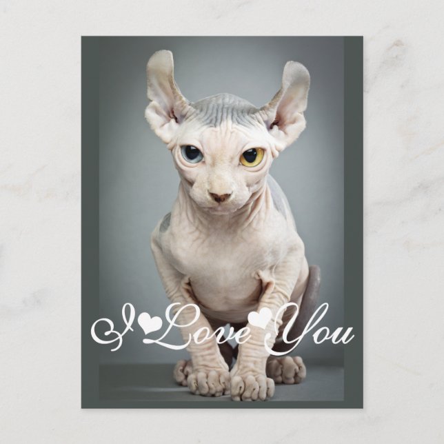 Cartão Postal Elf Sphinx Cat Photo I Love You (Frente)