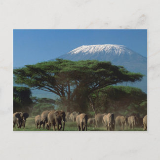 Cartão Postal Elfos do Monte Kilimanjaro