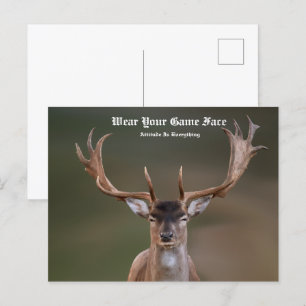 Cartão Postal Elk