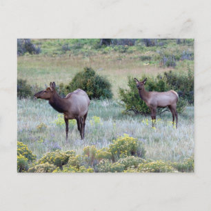 Cartão Postal Elk Americano Colorado
