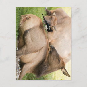Cartão Postal Elk and Bird