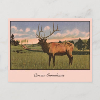Cartão Postal Elk Bull no parque Yellowstone