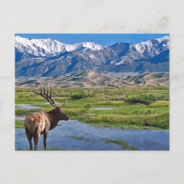 Cartão Postal Elk das Montanhas Rochosas do Colorado