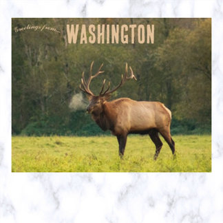 Cartão Postal Elk em Washington EUA