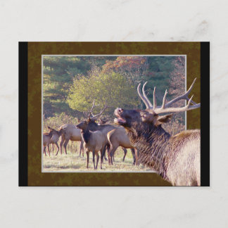 Cartão postal Elk Herd 2