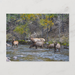 Cartão Postal Elk Herd no Big Thompson, Colorado
