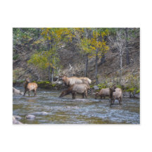 Elk Herd no Big Thompson, Colorado