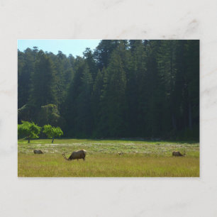 Cartão Postal Elk Meadow no Parque Nacional Redwood