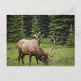Cartão Postal Elk no Banff National Park Canadá