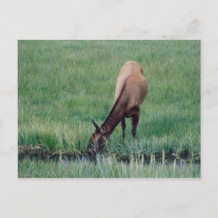 Cartão Postal Elk- Yellowstone