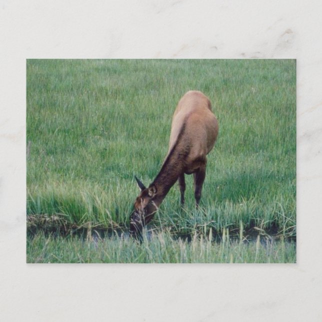 Cartão Postal Elk- Yellowstone (Frente)