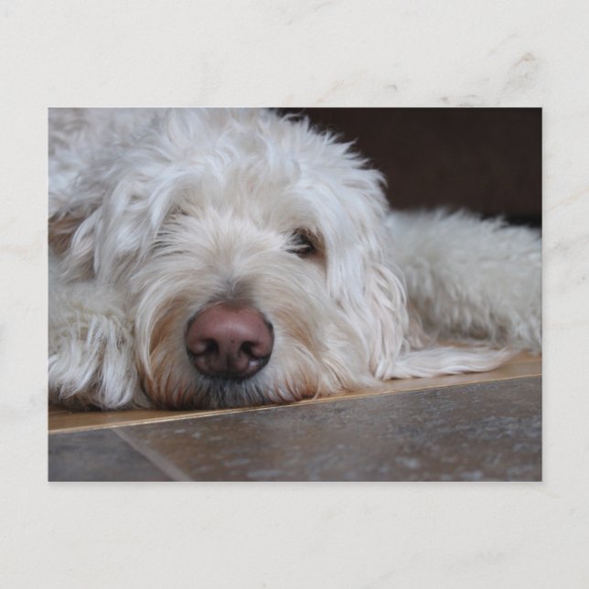 Cartão Postal Elliot (Frente)