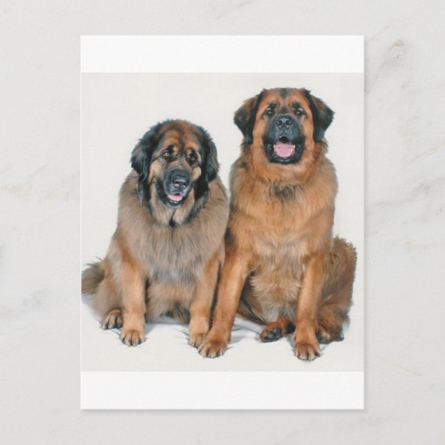 Cartão Postal Elsa & Wellington (Frente)