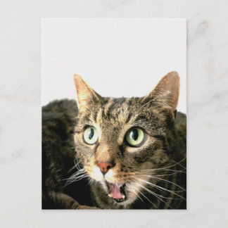 Cartão Postal Elvis