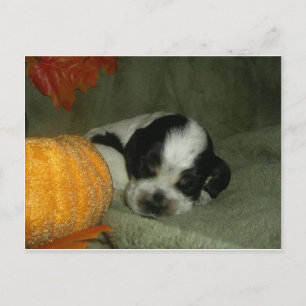 Cartão Postal ELVIS, Blue Ran &tan american cocker spaniel pup