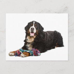 Cartão postal em branco de cachorrinho da montanha