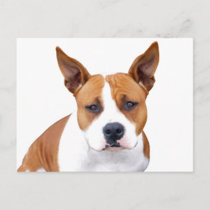 Cartão postal em branco de cachorrinho Pit Bull
