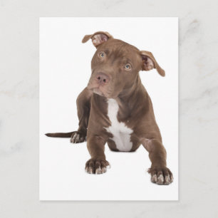 Cartão postal em branco de cachorrinho Pit Bull