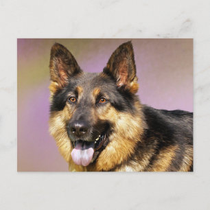 Cartão Postal em Branco de Cachorro Filhote Pastor