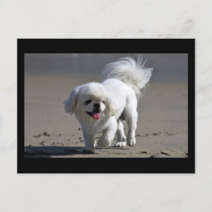 Cartão Postal em Branco de Cachorro Filhote Pequin