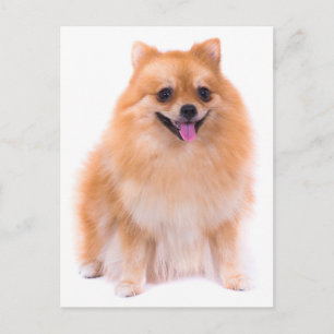 Cartão Postal em Branco de Cachorro Filhote Pomerâ