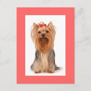 Cartão Postal em Branco de Cachorro Filhote Yorksh