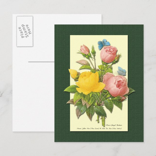 Cartão postal em branco de rosas botânicas rosa e  (Frente/Verso)